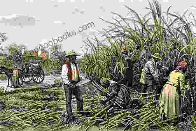 A Depiction Of A Sugar Plantation In Saint Domingue, With Slaves Working In The Fields And A Slave Master Overseeing Them. The History Of Haiti And The Sugar Plantations: Sugar And Saint Domingue