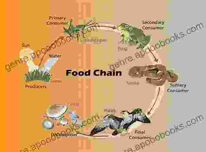 A Diagram Depicting A Simplified Microbial Food Web, Showing The Interactions Between Predators, Prey, And Other Microorganisms The Ecology Of Predation At The Microscale