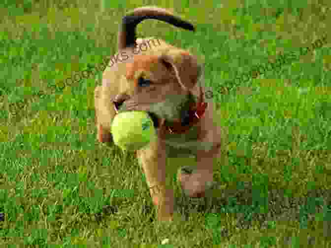 A Dog Fetching A Ball Dog Obedience Training: How To Fetch Or Retrieve Dogs Obedience Training