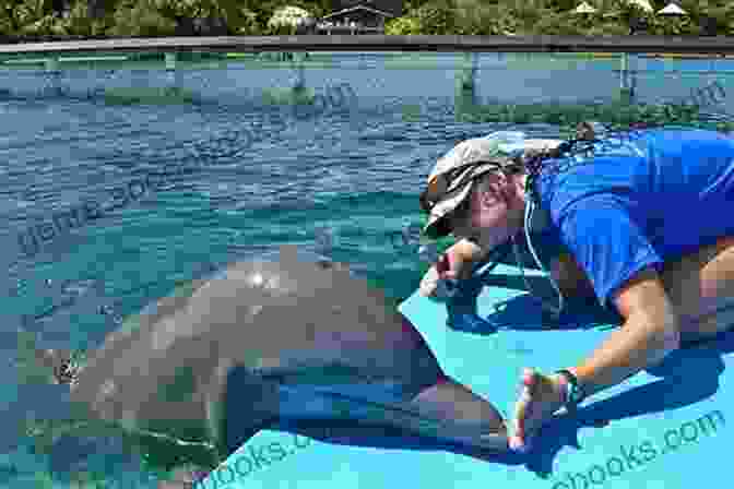 A Dolphin Trainer Working With A Dolphin How To Be A Dolphin Trainer