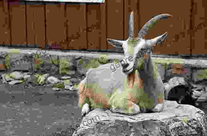 A Farmer Teaching A Toggenburg Goat A Trick The Ultimate Guide To Training Toggenburg Goats: The Step By Step Guide To Breeding Caring And Raising Toggenburg Goats Plus Toggenburg Goat Food Care And Health Instructions