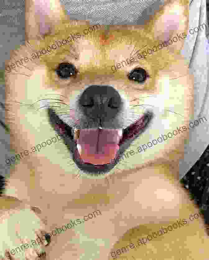 A Fluffy Shiba Inu Named Cody With A Big Smile And Sparkling Eyes Tips From Cody The Overloved Shiba Inu: How To Get Your Dog To Lose Those Extra Pounds Get Healthy And Feel Great (Maybe Even You Too )