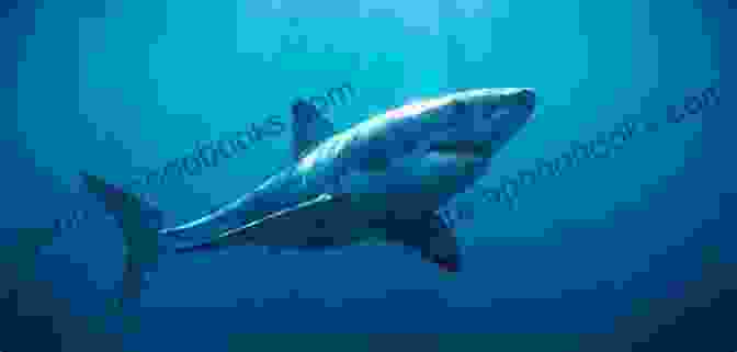 A Great White Shark Swimming In The Ocean The ABCs Of Sharks: Fun Facts About Sharks That Children Will Love