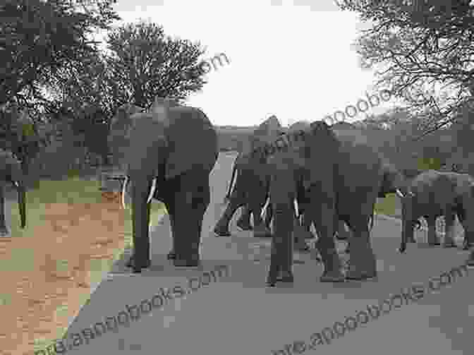 A Group Of Elephants Crossing The Road In Kruger National Park, South Africa COME WITH ME TO SOUTH AFRICA