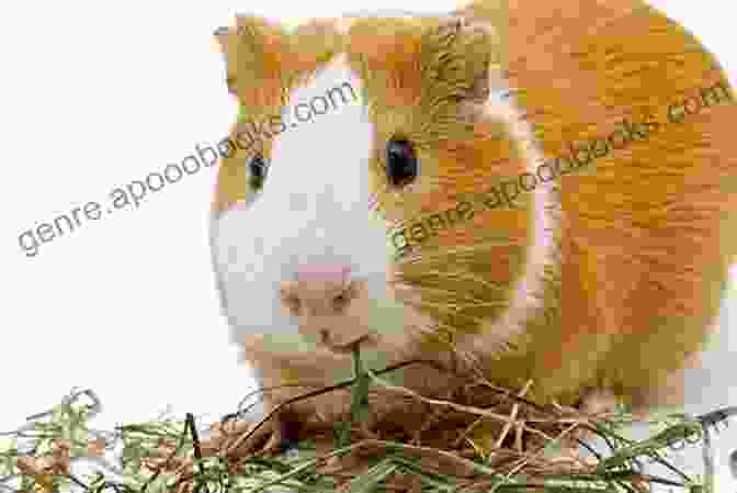 A Group Of Guinea Pigs Eating From A Bowl Of Hay And Vegetables. Guinea Pig Diet Plan For Beginners: A Complete Guide To What Your Guinea Pigs Can Eat