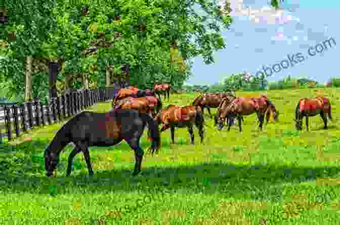 A Group Of Horses Grazing In A Pasture Foal Breeding For Beginners: A Step By Step Guide For The First Time Horse Breeder