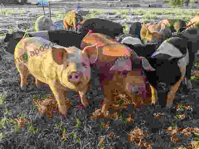 A Group Of Landrace Pigs Grazing In A Field The Ultimate Guide To Training Landrace Pigs: The Step By Step Guide To Breeding Caring And Raising Landrace Pigs Plus Landrace Pig Food Care And Health Instructions