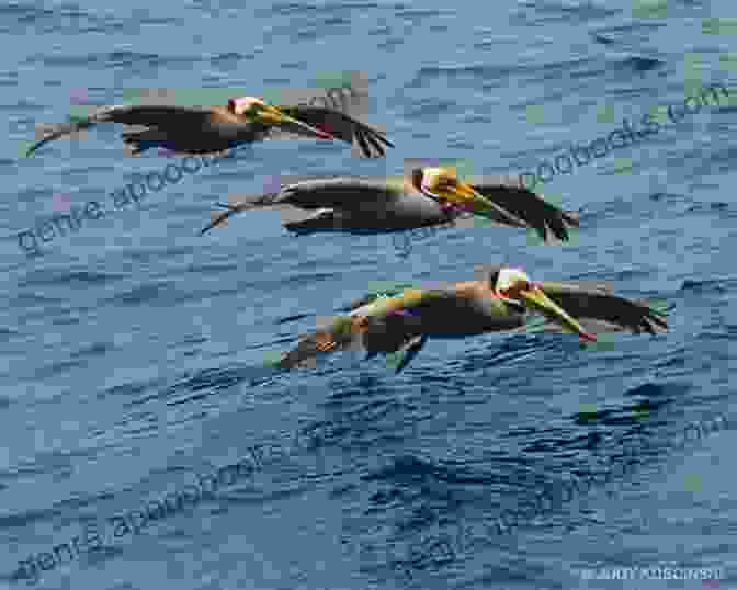 A Group Of Pelicans Soaring Over The Waters Of Carl Ross Key. Carl Ross Key May 2001: Weekend Naturist Trip (Campingbare Stories 4)