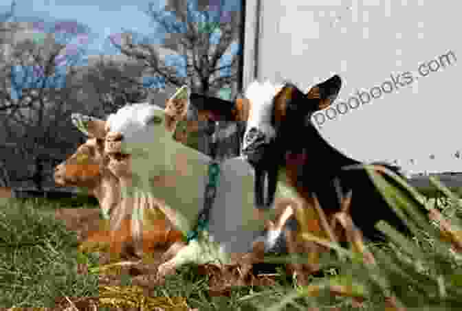 A Group Of People Attending A Goat Training Workshop The Ultimate Guide To Training Toggenburg Goats: The Step By Step Guide To Breeding Caring And Raising Toggenburg Goats Plus Toggenburg Goat Food Care And Health Instructions