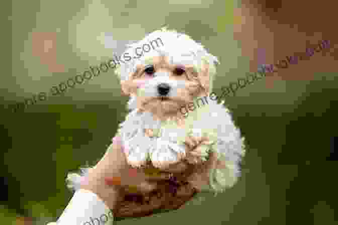 A Happy And Healthy Maltipoo Dog Playing In The Park Maltipoo Dog : Maltipoo Dog Care Behavior Diet Interacting Costs And Health Care