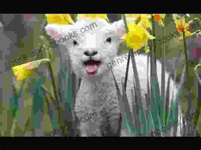 A Joyful Lamb Laughing In A Field Of Flowers AlphaTales: L: The Lamb Who Loved To Laugh (Alpha Tales)