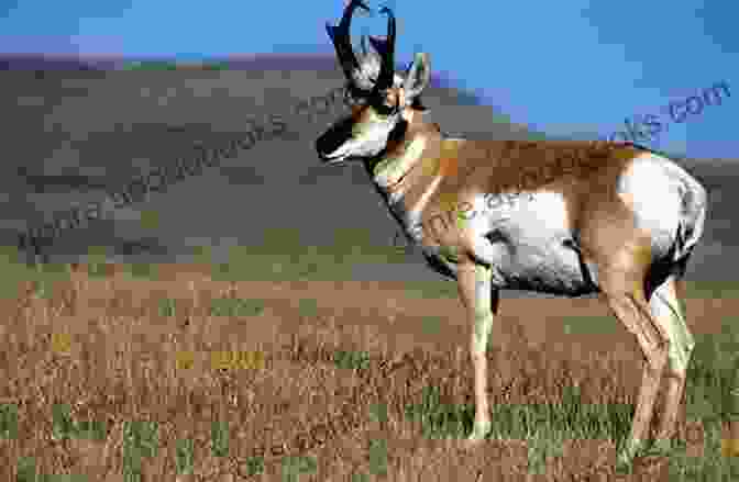 A Majestic Pronghorn Antelope Grazing In The Prairie Indian Heirship Lands: The Lake Traverse Experience