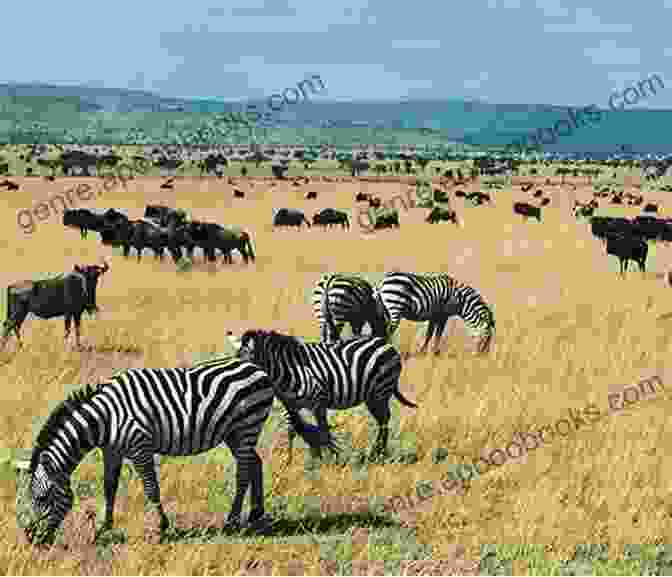 A Panoramic View Of The Endless Serengeti Plains, Dotted With Grazing Zebras And Wildebeest Life Of Brian In Africa