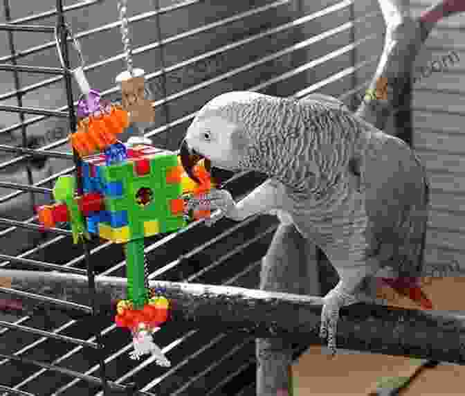 A Parrot Plays With A Toy While Its Owner Interacts With It. How To Teach Your Parrot To Speak In 5 Easy Steps