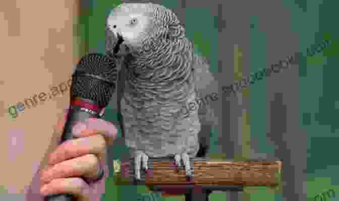 A Parrot Receives A Treat As A Reward For Speaking. How To Teach Your Parrot To Speak In 5 Easy Steps