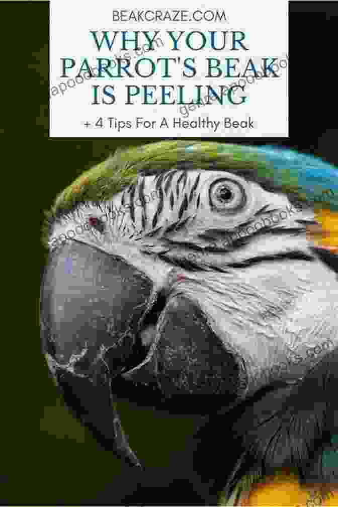 A Parrot Vocalizes, Its Beak Slightly Open. How To Teach Your Parrot To Speak In 5 Easy Steps