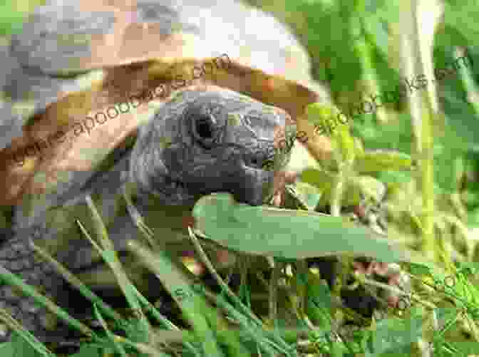 A Person Feeding A Russian Tortoise RUSSIAN TORTOISE CARE: The Best Guide On How To Effectively Raise And Breed Russian Tortoise