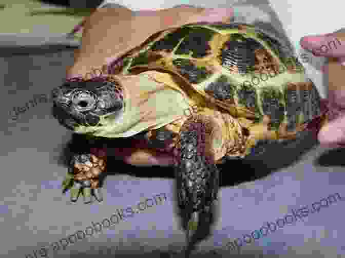 A Person Interacting With A Russian Tortoise RUSSIAN TORTOISE CARE: The Best Guide On How To Effectively Raise And Breed Russian Tortoise