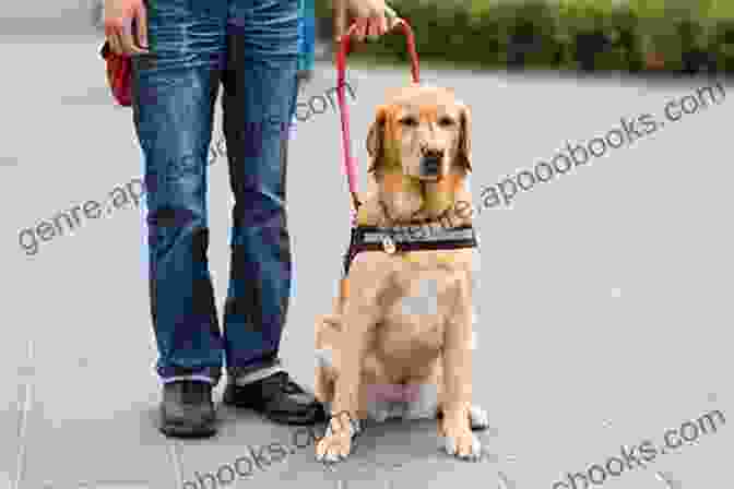 A Service Dog Assisting A Person With A Disability Train Your Own Service Dog