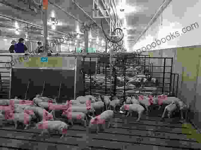 A Successful Pig Farm With Modern Facilities The Ultimate Guide To Training Landrace Pigs: The Step By Step Guide To Breeding Caring And Raising Landrace Pigs Plus Landrace Pig Food Care And Health Instructions