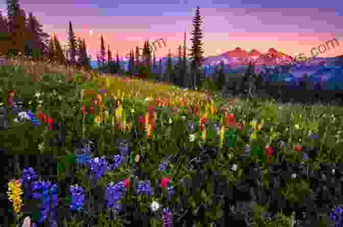 A Sunlit Meadow With Wildflowers And Trees In The Background. Bright Spring Days To Icy Winter Nights: Learn All Four Seasons