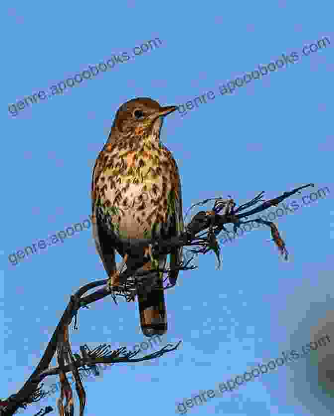 A Thrush Perches On A Branch, Its Song Filling The Air With A Melodious Symphony. Lyra And The Thrush: A Ballet In Poems