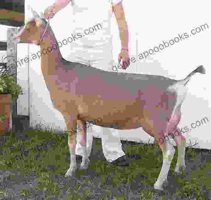 A Toggenburg Goat Performing A Trick In A Show The Ultimate Guide To Training Toggenburg Goats: The Step By Step Guide To Breeding Caring And Raising Toggenburg Goats Plus Toggenburg Goat Food Care And Health Instructions