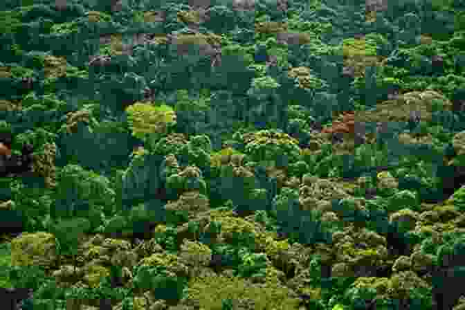 Aerial View Of A Lush Tropical Forest Tropical Forests (Biomes Of The Earth)