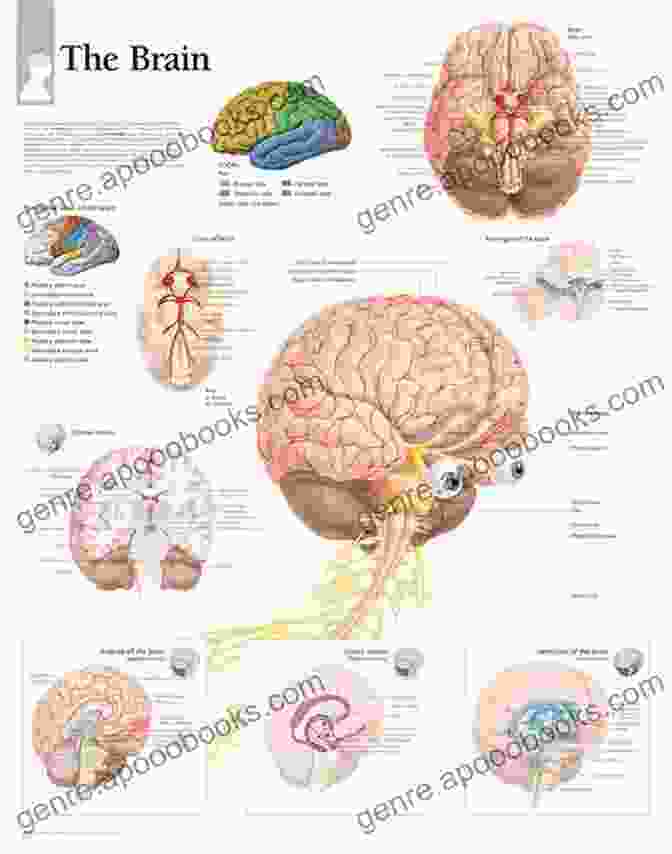 An Illustration Of The Human Brain Anatomy Brain Facts (Gray Matter) Michael Sheridan