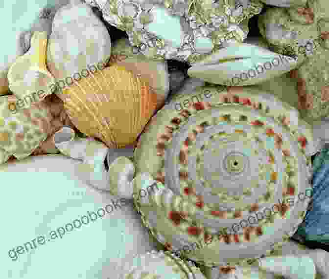 Array Of Seashells, Highlighting The Variety Of Shapes, Colors, And Textures The Shell Shop: The Complete