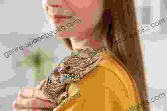 Bearded Dragon Being Held By Human Bearded Dragon For Beginners: The Ultimate Guide For Keeping And Caring A Healthy Bearded Dragon