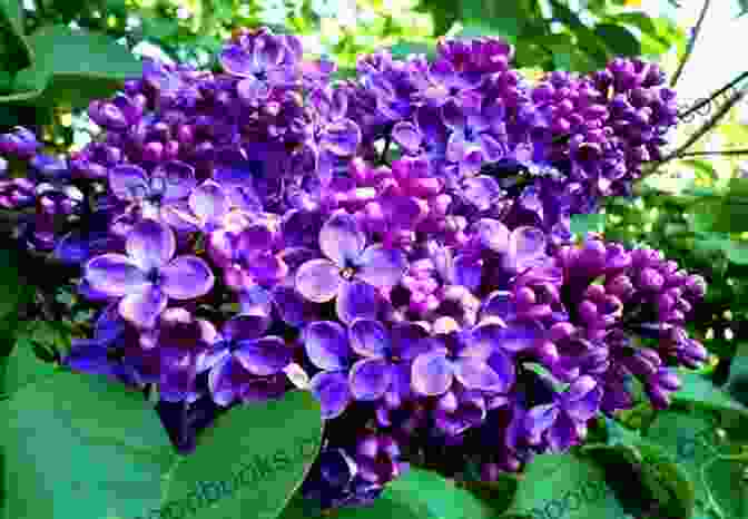 Close Up Of A Blooming Lilac Flower Sweet Lilac Scent (The Blossoms Of Russia 1)