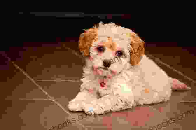 Cute And Playful Maltipoo Puppy Looking Up With Curious Eyes Maltipoo Puppy Training: The Ultimate Guide On Maltipoo Puppies How To Raise Safe Happy Well Mannered Maltipoo Puppies