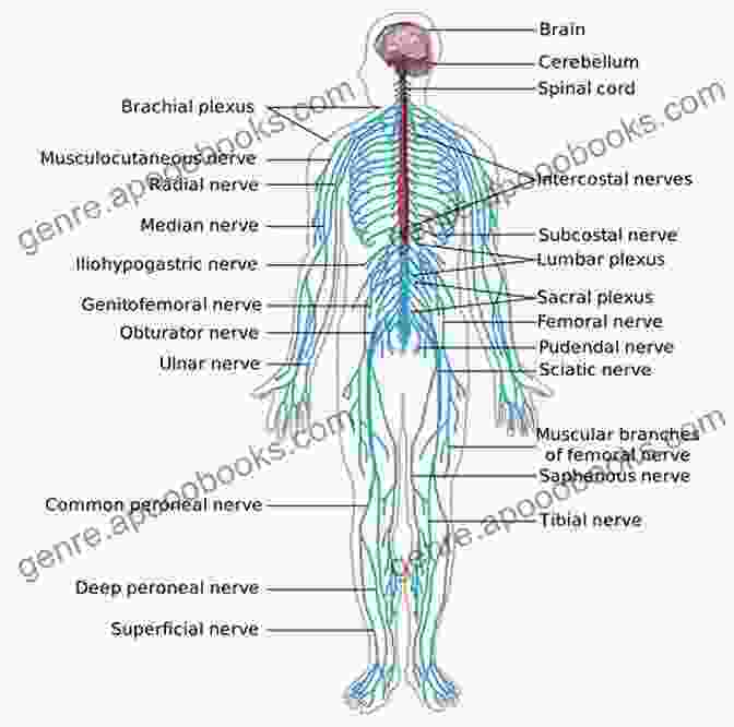 Diagram Of The Nervous System Structure Nervous System: Speedy Study Guides