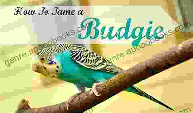 Enhanced Communication With A Tame Budgie Successfully Tame Budgies Within A Few Weeks: How Does Clicker Training Birds With Budgerigars Work? A Step By Step Guide For Budgies Taming And Parakeet Training