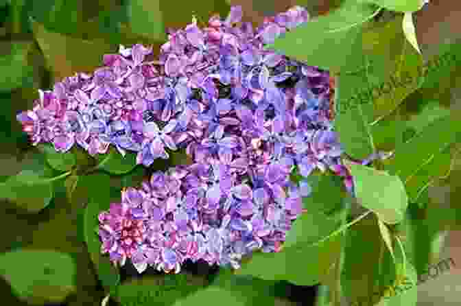 Field Of Blooming Purple Lilacs Sweet Lilac Scent (The Blossoms Of Russia 1)