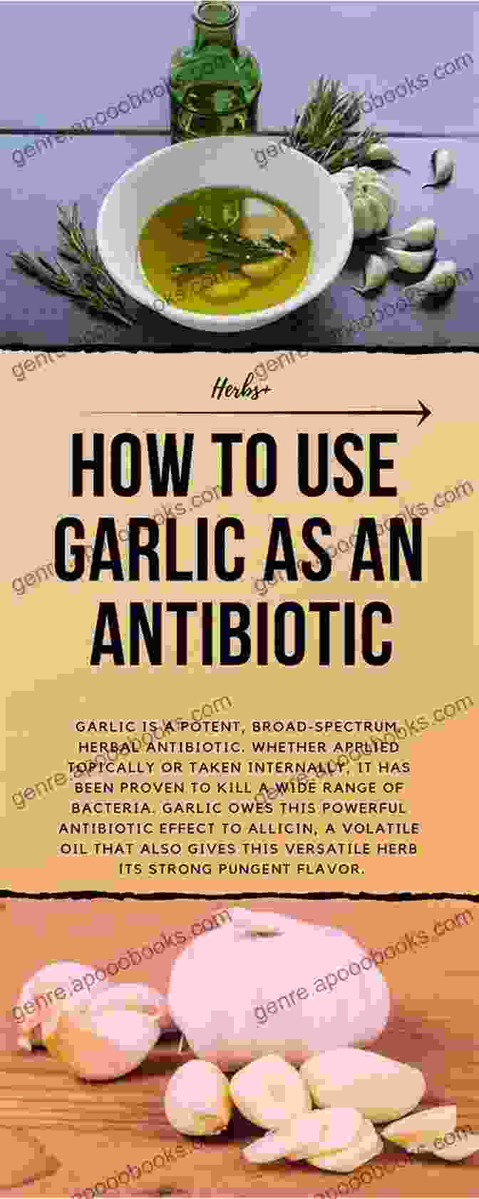 Garlic, A Powerful Natural Antibiotic HERBAL ANTIBIOTICS: 8 HOMEMADE ANTIBIOTICS FROM NATURAL FOOD SOURCES: Discover Sources Of Herbal Antibiotics You Don T Have To Free Download From A Pharmacy