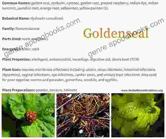 Goldenseal, A Traditional Herb For Fighting Infections HERBAL ANTIBIOTICS: 8 HOMEMADE ANTIBIOTICS FROM NATURAL FOOD SOURCES: Discover Sources Of Herbal Antibiotics You Don T Have To Free Download From A Pharmacy