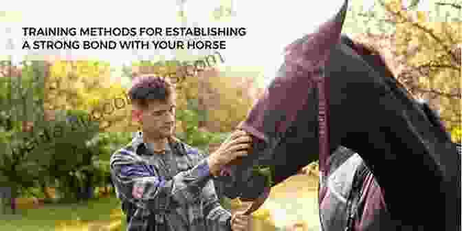 Horse And Trainer Establishing A Bond Best 20 Horse Training Tips