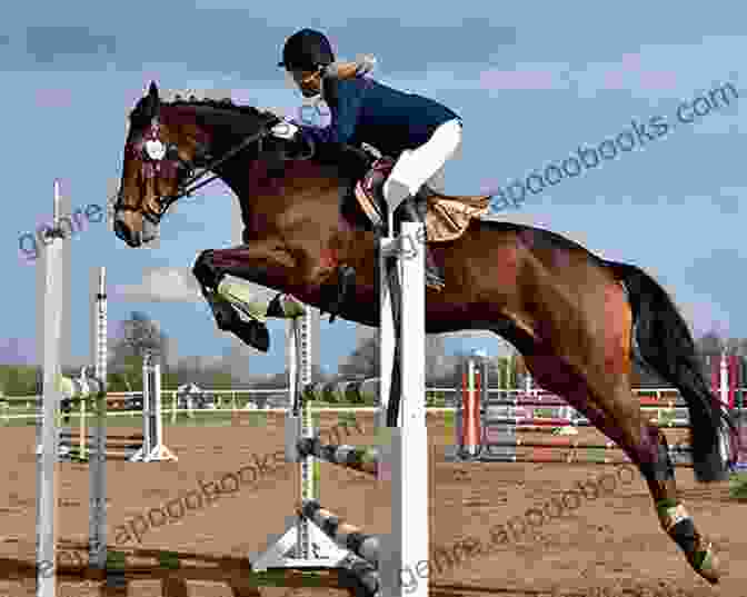 Horse Facing An Obstacle Best 20 Horse Training Tips