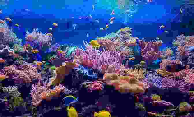 Image Of A Healthy Coral Reef Satoumi Science: Co Creating Social Ecological Harmony Between Human And The Sea (Ecological Research Monographs)