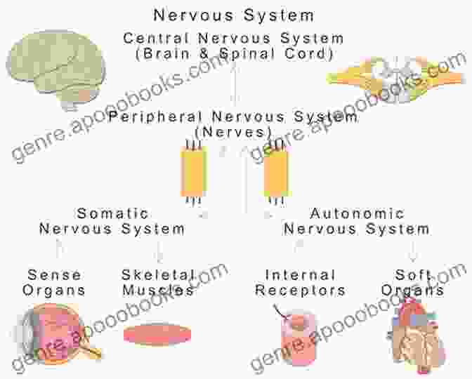 Image Of The Nervous System Functions Nervous System: Speedy Study Guides