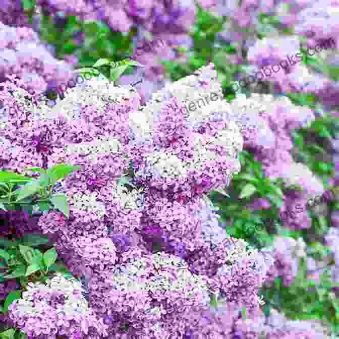 Lilac Flowers Used In Perfumery Sweet Lilac Scent (The Blossoms Of Russia 1)