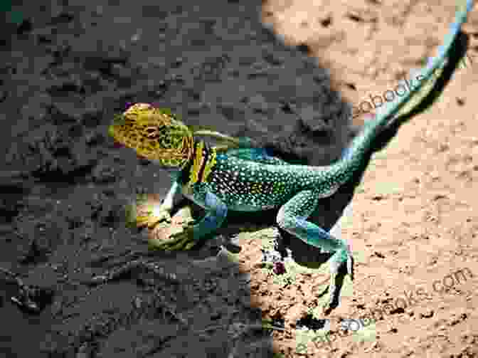 Lizard Watching Termites Lizard Explores Animal Kingdom