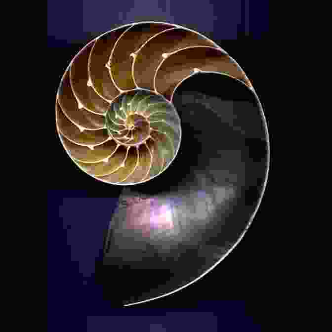 Majestic Nautilus Shell With Intricate Spiral Chambers, Symbolizing Growth And Progress A Study Guide For Oliver Wendell Holmes S The Chambered Nautilus (Poetry For Students)