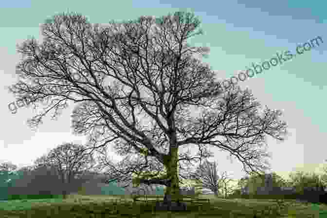 Majestic Trees Standing Tall And Proud, Defying The Icy Grip Of Winter. Trees Grow Lively On Snowy Fields: Poems From Contemporary China