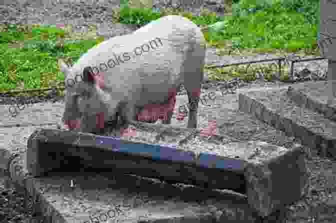 Pigs Feeding From A Trough The Ultimate Guide To Training Landrace Pigs: The Step By Step Guide To Breeding Caring And Raising Landrace Pigs Plus Landrace Pig Food Care And Health Instructions