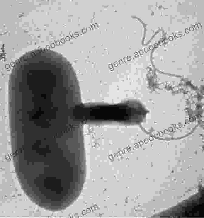 Scanning Electron Microscope Image Of A Microscopic Predator, Bdellovibrio Bacteriovorus, Attacking A Prey Bacterium The Ecology Of Predation At The Microscale