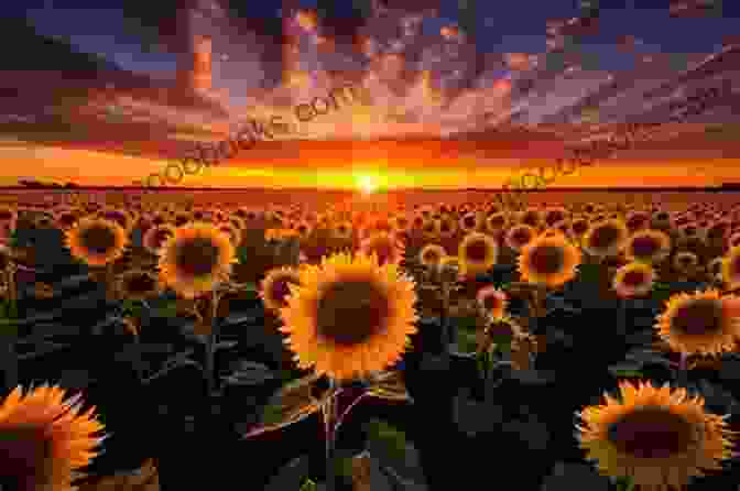 Seeds For Someday Book Cover Featuring A Vibrant Field Of Sunflowers Reaching Towards The Sky Seeds For Someday