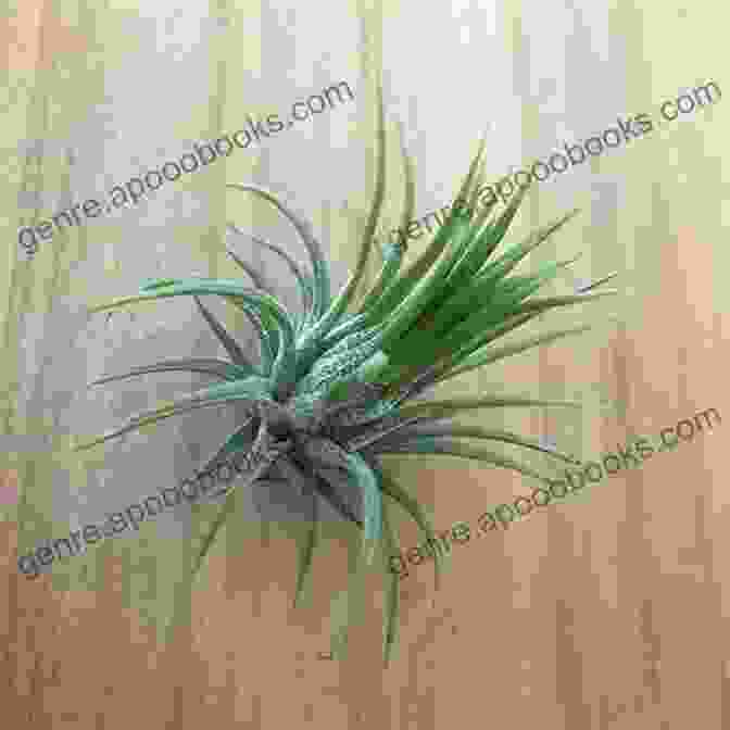 Tillandsia Ionantha HOW TO MAKE AIR PLANT FOR BEGINNERS: Guide On How To Know The Best Air Plants How To Care For Them And Their Origin